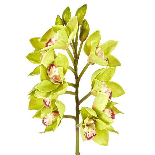 ORCHID CYMBIDIUM SPRAY 47CM GREEN