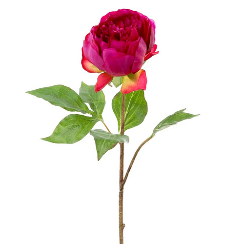 Peony Half Open P143FU