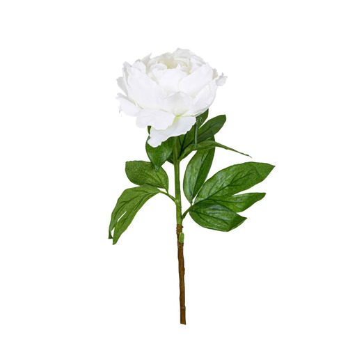 Peony Queen  P203W