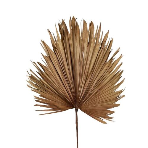 Large Dried Palm P214BR