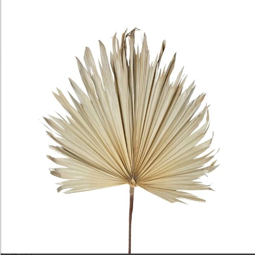 Large Dried Palm P214CR
