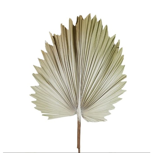 Large Dried Palm Leaf P216CR