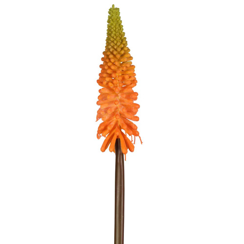 RED HOT POKER STEM 69CM P59OR