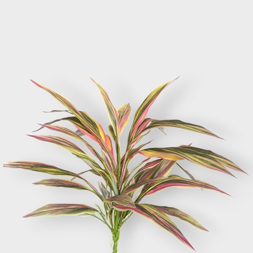 Dracaena Bush PL169YWRD