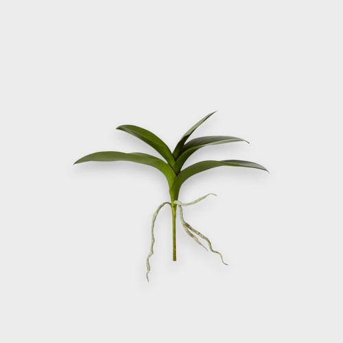 Phalaenopsis Lush Foliage PLP014GN