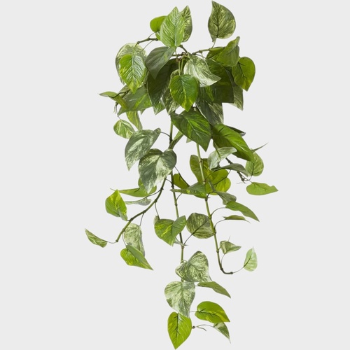 Pothos Hanging Plant PLP026GN