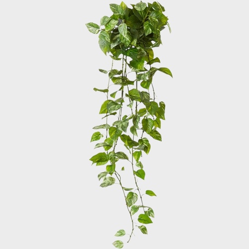 Pothos Hanging Plant PLP027GN