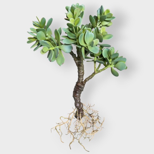 Jade Plant W/ Roots PLP028GN