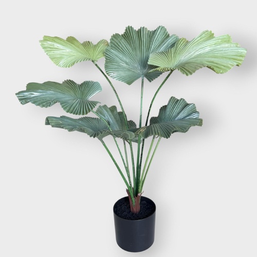 Palm Ruffled Fan PP304GN