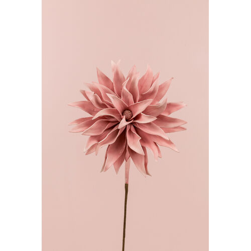 Fantasy Dahlia PV0001