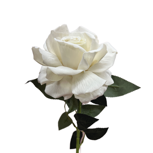 Single Velvet Cream Rose QD0001-CR