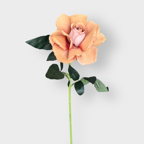 Single Velvet Rose QD0001-TOF