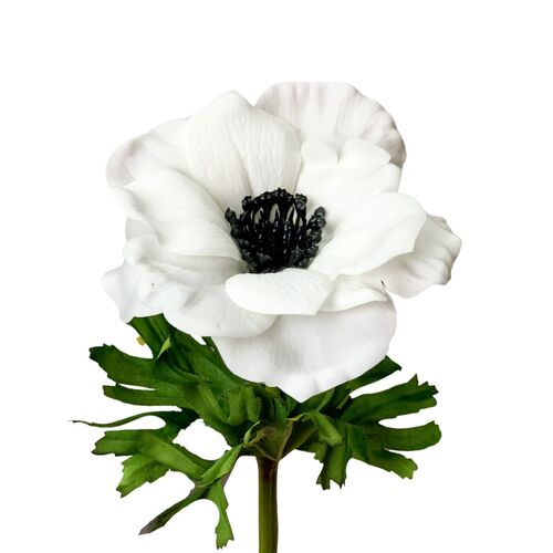 Real touch Anemone White