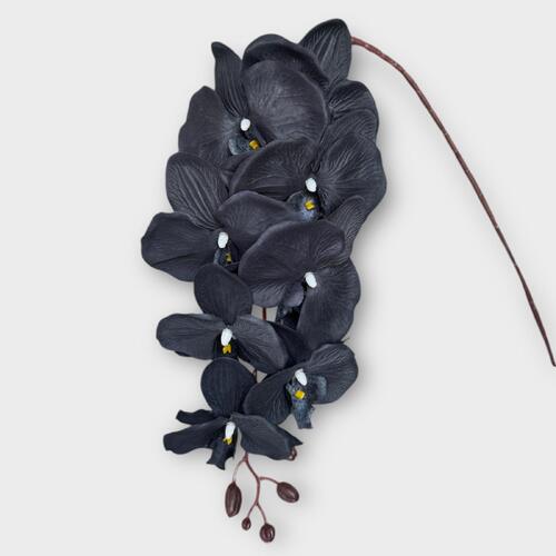 Phalaenopsis Orchid QD0003-BLK