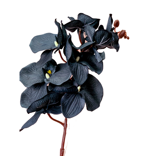 Phalaenopsis Orchid QD0003-BLK