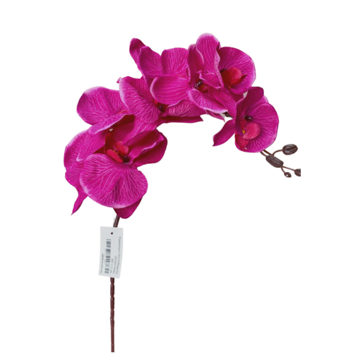 Phalaenopsis Orchid Magenta 