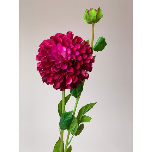 Pom Pom Dahlia QD0004-MAV