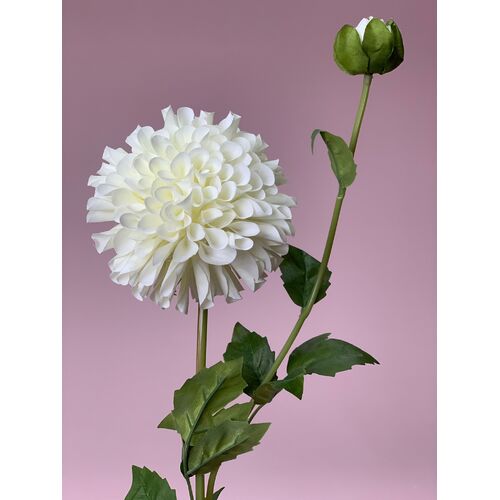 Pom Pom Dahlia QD0004-WHT