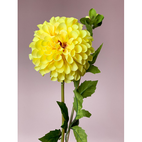 Pom Pom Dahlia QD0004-YEL