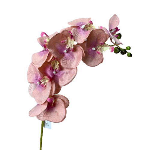 Phalaenopsis Orchid Dusty Pink