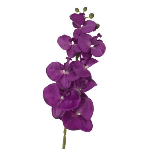 Phalaenopsis Orchid Magenta
