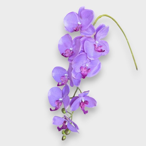 Phalaenopsis Orchid- QD0006-MAUV