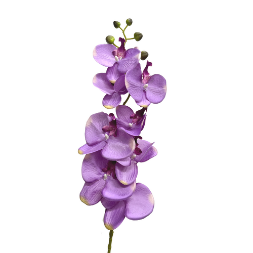 Phalaenopsis Orchid- QD0006-MAUV