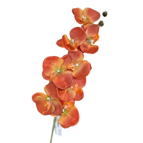 Phalaenopsis Orchid QD0006-OR