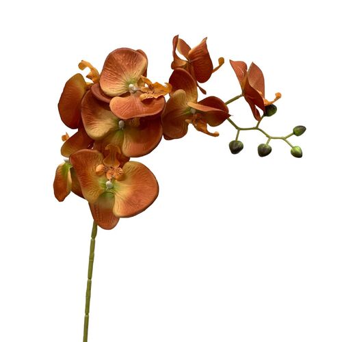 Phalaenopsis Orchid Orange