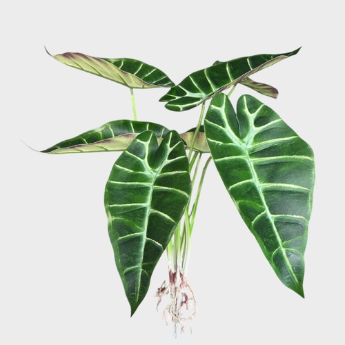 Caladium Bush QD0011