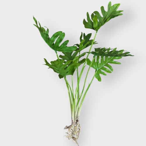 Split Philodendron Bunch QD0013
