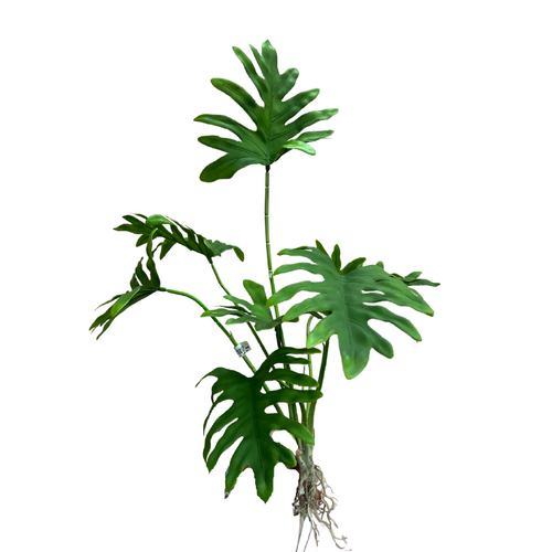 Split Philodendron Bunch QD0013