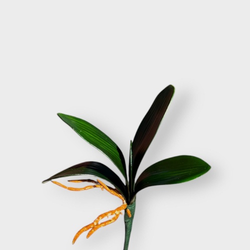 Small Phaleanopsis Leaf Bunch QD0015