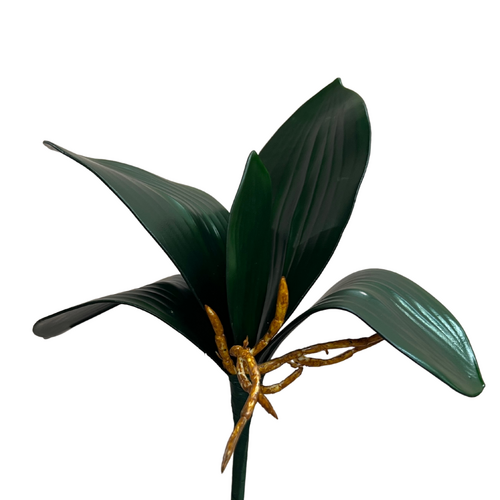 Phaleanopsis Leaf Bunch QD0016 