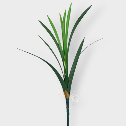 Cymbidium Orchid Leaf Bunch QD0017
