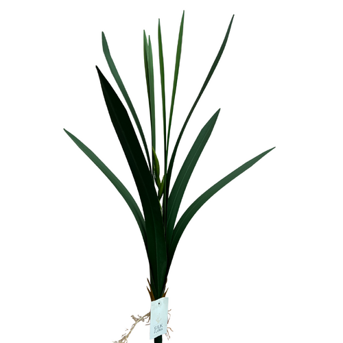 Cymbidium Leaf Bunch QD0017