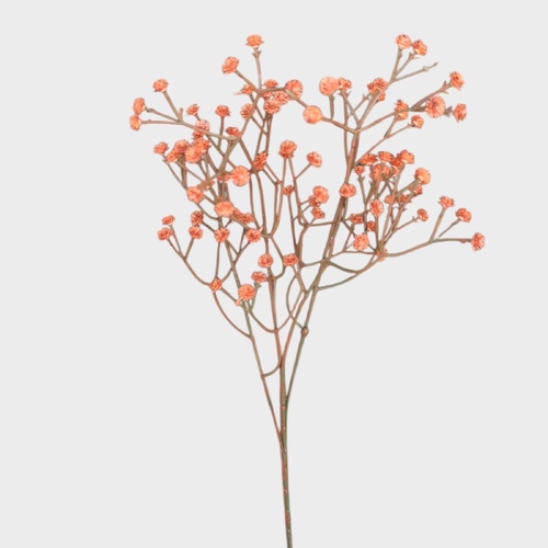 Baby's breath QD0022-OR
