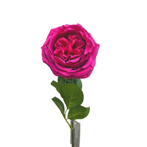 Single Silk David Austin Rose QD0027-MAG