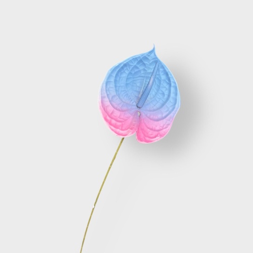 Anthurium QD0030-BL