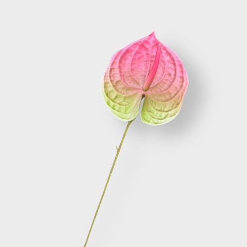 Anthurium QD0030-PK
