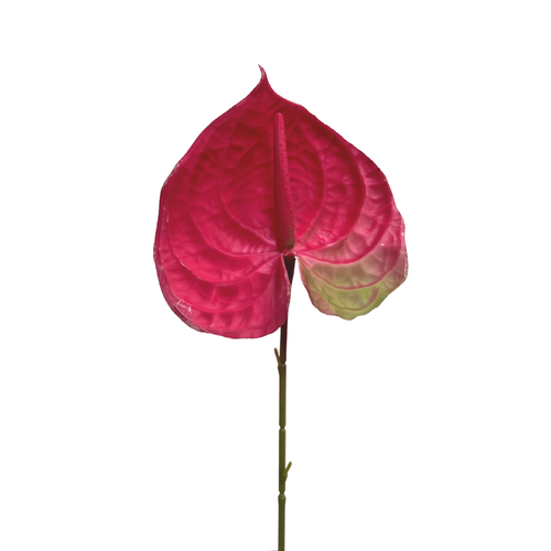 Anthurium QD0030-RD