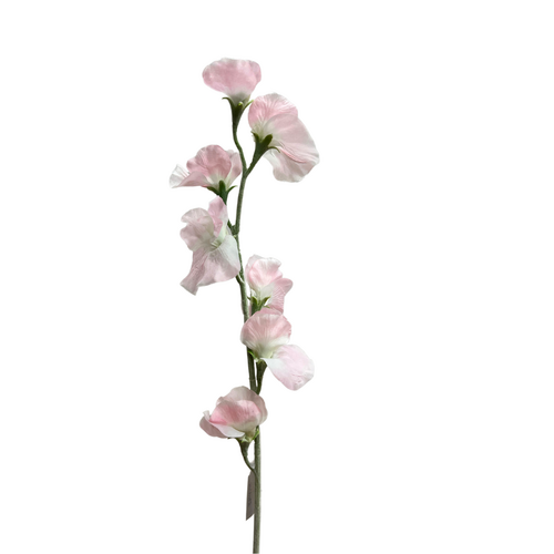 Sweet Pea spray QD0034-LP