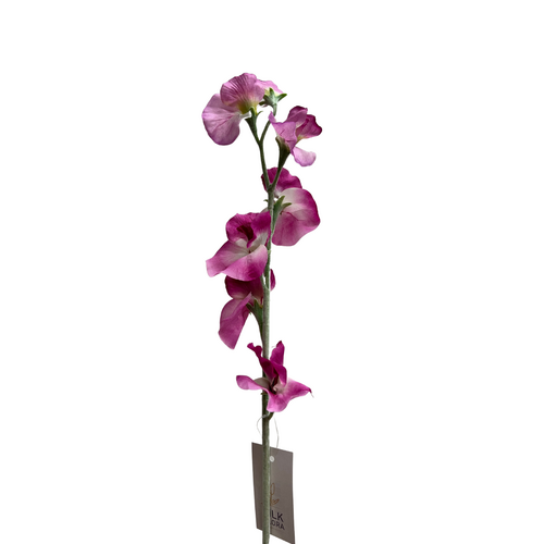 Sweet Pea spray QD0034-MG