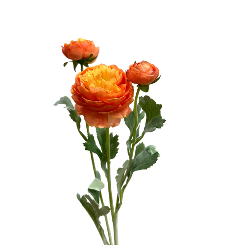 Ranunculus Spray QD0043-LOR