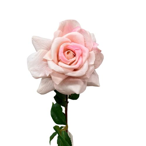 Rose Allegra True Touch R154P