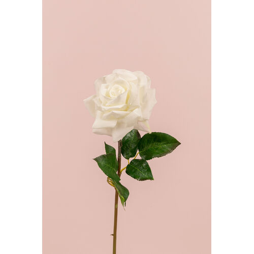 Rose Allegra True Touch R154W