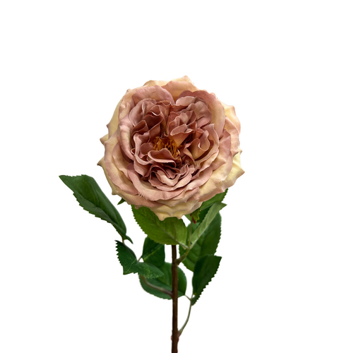 English Rose R161DP