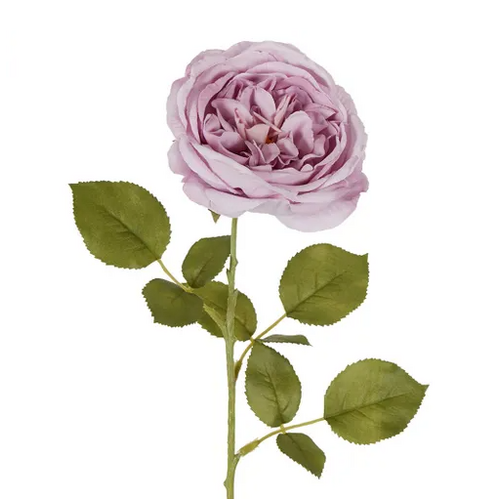 David Austin Rose Lavender R320LAV