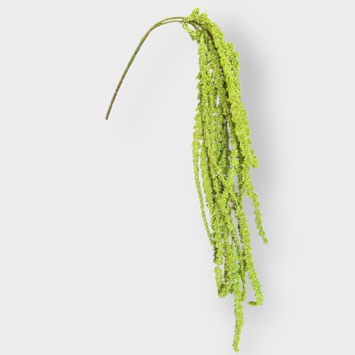 Amaranthus RT6967GR