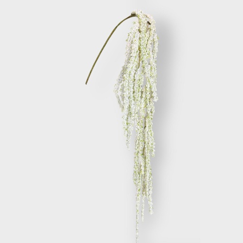 Amaranthus RT6967WH